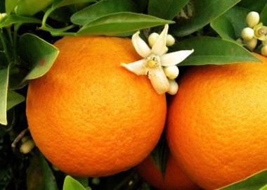 Апельсин Изобилия — Симорон всея Планеты