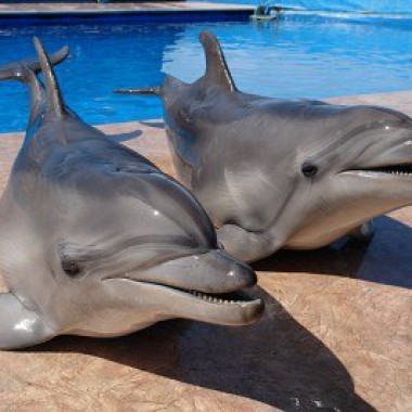 Дельфинарий — Симорон всея Планеты