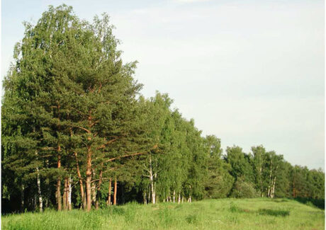 Деревья-лекари — Симорон всея Планеты